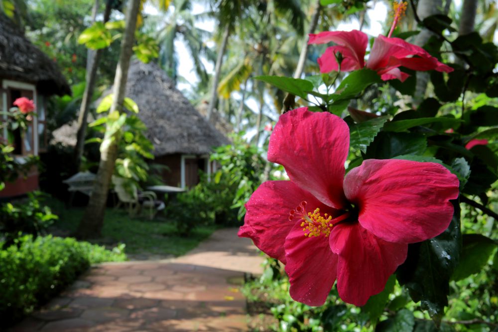 Manaltheeram Ayurveda Beach Village